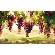 Фартук-панно Виноградник 602-1002мм