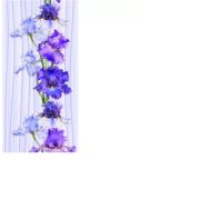 Панель бесшовная 250х2700 Ирис 1цветок (349)7257-1